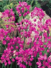Ail d'ornement - Allium oreophilum