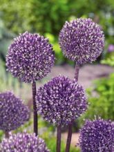 Ail d'ornement - Allium Summer Drummer