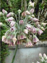 Ail d'ornement - Allium nevskianum