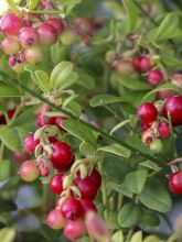 Vaccinium vitis-idaea Fireballs