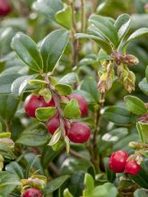 Vaccinium vitis-idaea Miss Cherry - Airelle rouge 