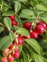 Canneberge, Airelle à gros fruits - Vaccinium macrocarpon - Le Jardin du  Pic Vert