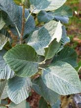 Sorbier blanc Magnifica - Sorbus aria Magnifica