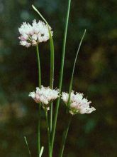Ail d'ornement - Allium senescens ssp. montanum
