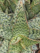 Aloe flocon de neige