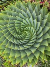 Aloe polyphylla - Aloes spirale