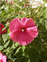 Hibiscus moscheutos PLANET® Griotte TANGRI - Hibiscus des marais rouge cerise.