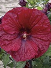 Hibiscus moscheutos Red Wine - Hibiscus des marais