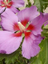 Hibiscus Rose Moon - Althéa rose à coeur rouge