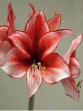 Amaryllis Charisma