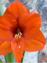 Amaryllis belladonne 'Orange Souvereign'