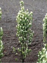 Amelanchier alnifolia Obelisk