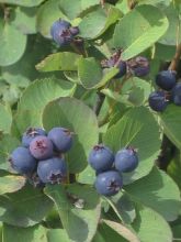 Amélanchier à feuilles d'aulne 'Saskatoon Berry '