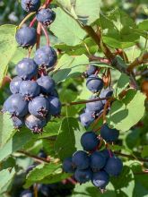 Amélanchier à feuilles d'aulne 'Thiessen'