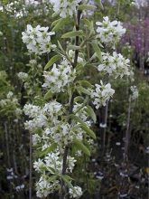 Amelanchier canadensis RAINBOW PILLAR® - Amélanchier du Canada