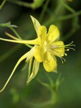 Ancolie à fleurs jaunes 'Yellow Queen'