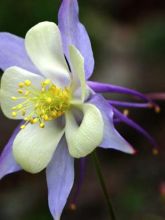 Graines d'Aquilegia caerulea - Ancolie bleue à fleurs précoces