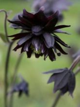 Ancolie des jardins 'Black Barlow'