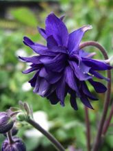 Ancolie des jardins 'Blue Barlow'