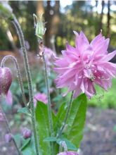 Ancolie des jardins 'Rose barlow'