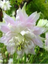 Ancolie commune hybride-  Aquilegia vulgaris var. stellata White Barlow