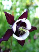 Ancolie William Guiness - Aquilegia vulgaris William Guiness