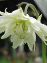 Graines d'Aquilegia x hybrida Green Apples - Ancolie des jardins hybride