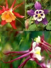 Ancolies hybrides Mac Kana - Aquilegia X cultorum 