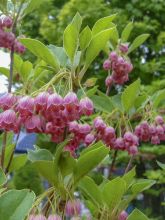 Andromède campanulée 'Pagode'