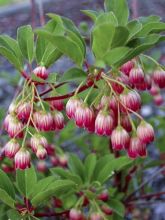 Andromède campanulée 'Red Bells'