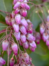 Andromède du Japon - Pieris japonica Christmas Cheer