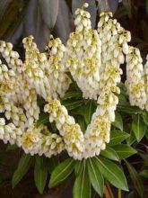 Pieris Debutante - Andromède du Japon