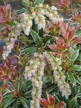 Andromède du Japon - Pieris japonica Little Heath Variegata