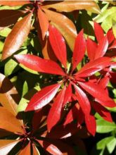 Andromède du Japon, Pieris Japonica Mountain Fire