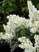 Andromède du Japon - Pieris japonica Purity