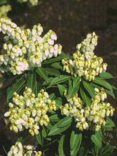 Andromède du Japon - Pieris japonica Sarabande