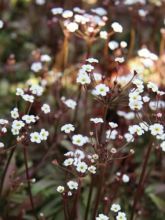 Androsace septentrionalis Star Dust