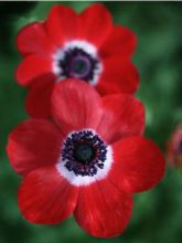 Anemone coronaria Hollandia - Anémone de Caen