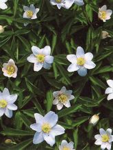 Anémone des bois, Anémone Sylvie 'Robinsoniana'