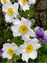 Anemone Dreaming Swan - Anémone japonaise