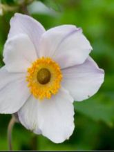 Anemone hybride Elfin Swan - Anémone japonaise.