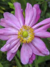 Anémone du Japon, Anemone hybrida Rubra Plena