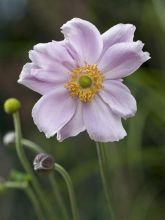 Anémone tomentosa Septemberglanz