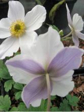 Anémone du Japon 'Reine Charlotte' - Anemone hybrida - Le Jardin du Pic Vert