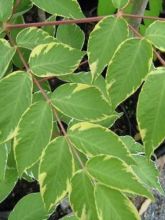 Aralia elata Aureovariegata - Angélique en arbre du Japon panachée