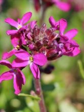 Arabis blepharophylla Rose Delight - Arabette de Californie