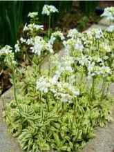 Arabis Ferdinandi Coburgii Old Gold, Corbeille d'Argent