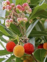 Arbousier, Arbre à fraises 'Roselily '