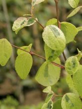 Arbre à caramel, Katsura 'Chameleon'