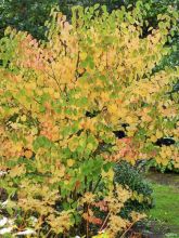 Arbre à caramel, Katsura 'Heronswood Globe'